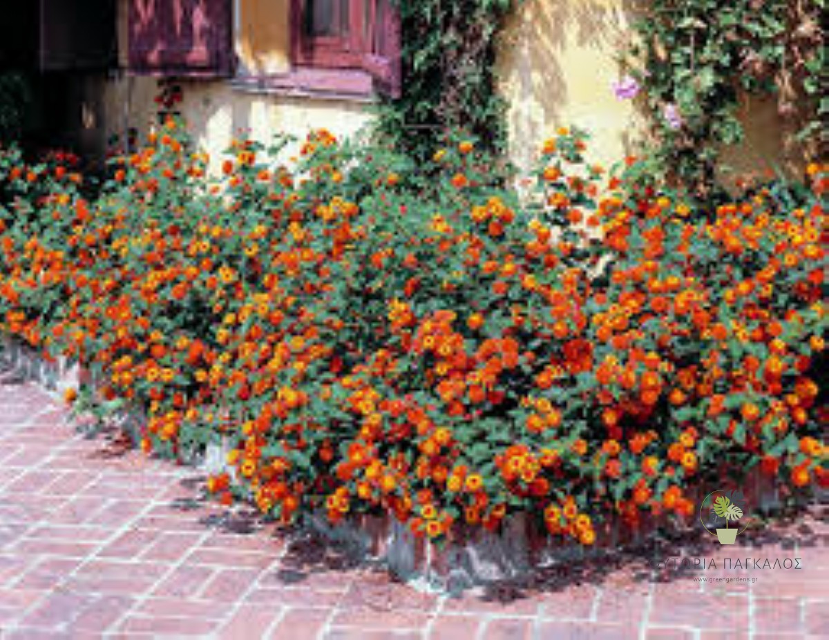 ΛΑΝΤΑΝΑ – Lantana camara - 3